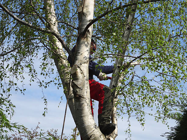 Best Tree Risk Assessment  in Sarasota Springs, FL